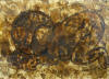Lucas SITHOLE LS6319 "Baby" 1963 - mixed media on paper - 75.5x100.5 cm