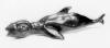 LS8307 Lucas SITHOLE "Dolphin" ("Klaarwater") ("Manzi Phelile"), 1983 Mkonto wood - 32x131x37 cm