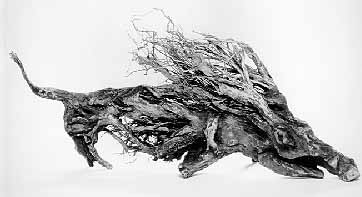 LS8812 Lucas SITHOLE "You won't find me any more! (Warthog)" 1988 Indigenous wood (root) 053x118x027 cm